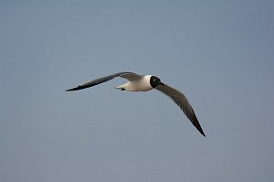 Gull, Laughing, 2016-04026147 Chincoteague NWR, VA